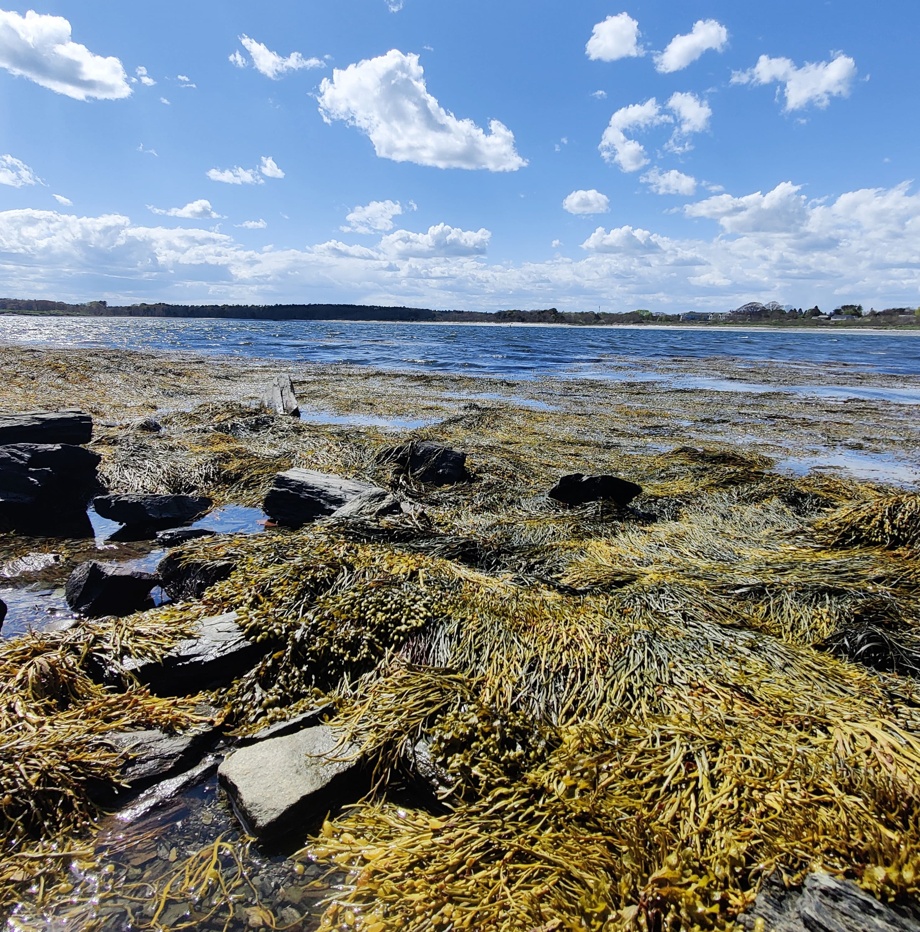 cool rocks to climb on, albeit some covered in seaweed