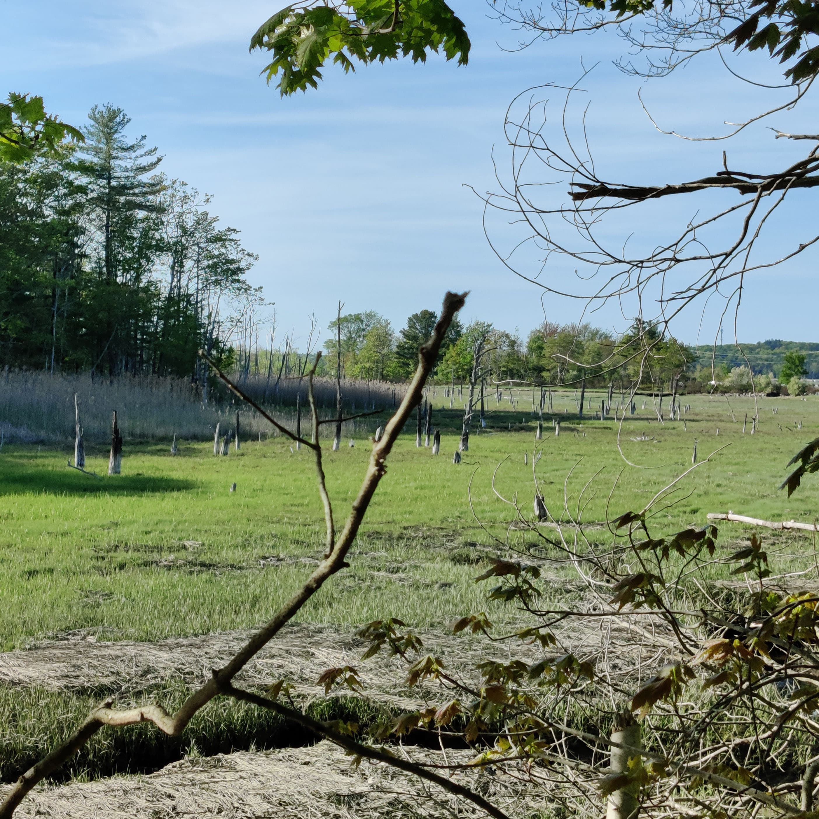 stumps in the marsh?